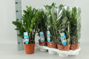 Zamioculcas Zamiifolia - Ø14 cm - ↕55 cm