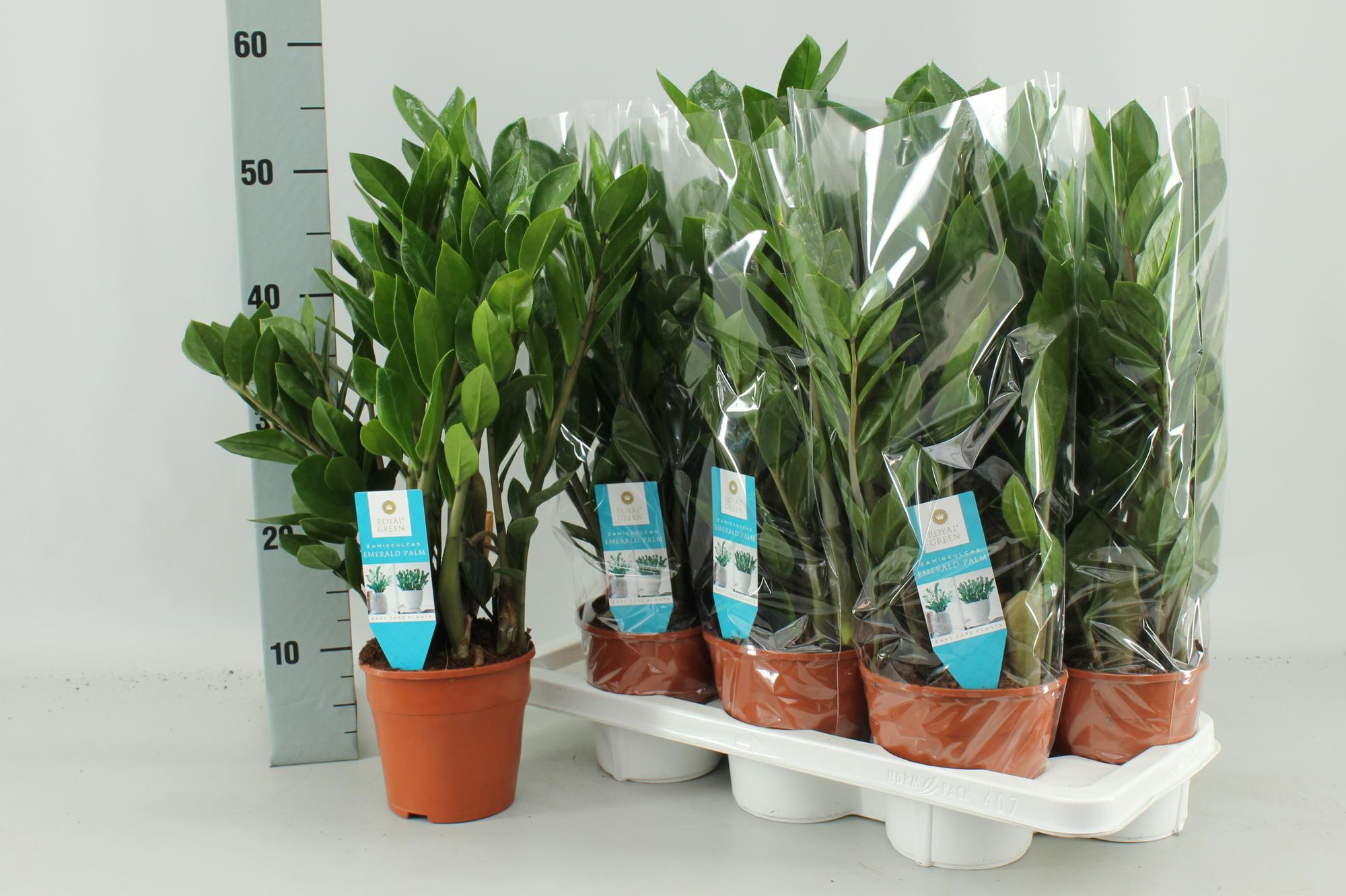 Zamioculcas Zamiifolia - Ø14 cm - ↕55 cm