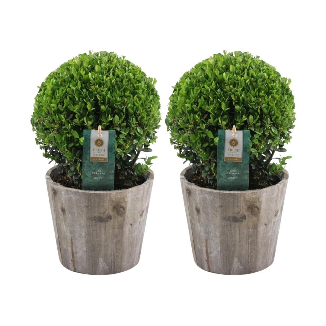 2x Ilex crenata 'Jenny' Kugelblumen im Holztopf | 2er-Set | 20 cm Ø Durchmesser