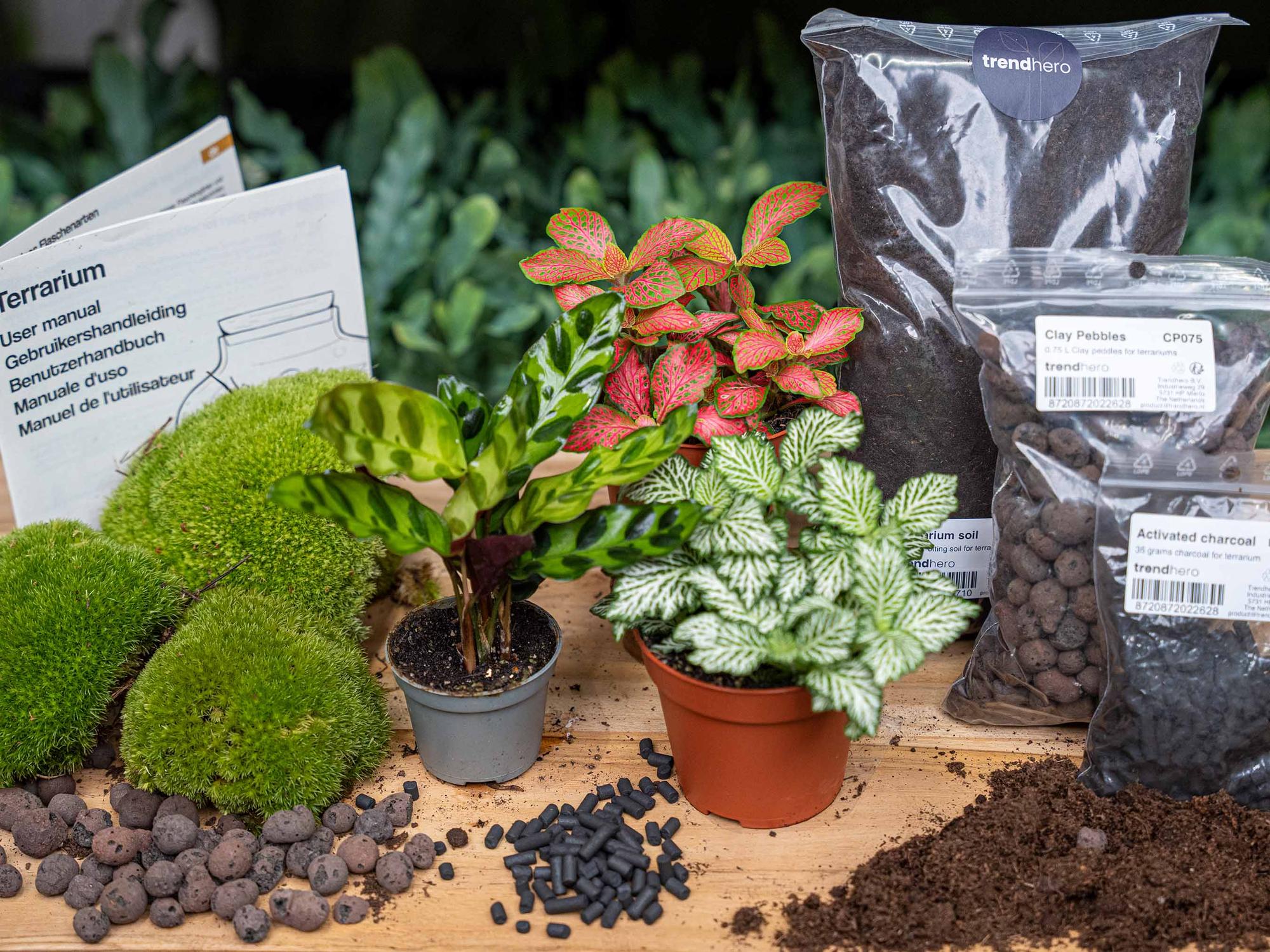 Plant terrarium kit - Calathea Lancifolia - Refill & Starter Kit - DIY