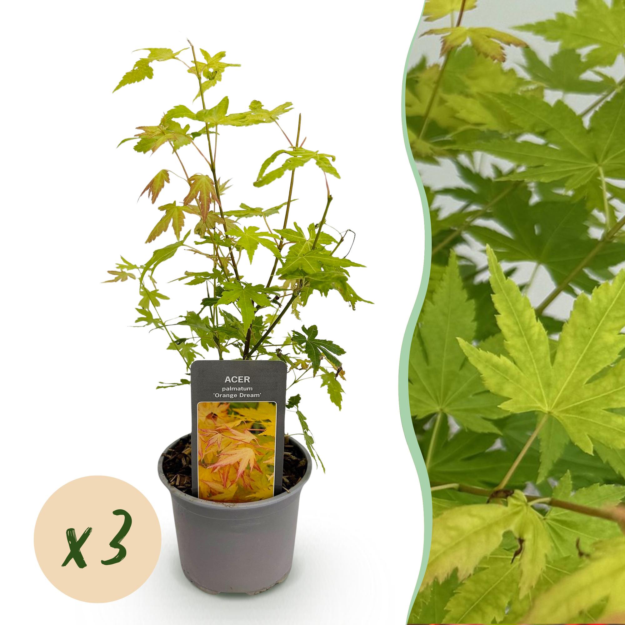Acer palmatum Orange Dream - Oranje - 3 Planten - Bladverliezend - Weinig Onderhoud - Pot 12cm Hoogte 35cm