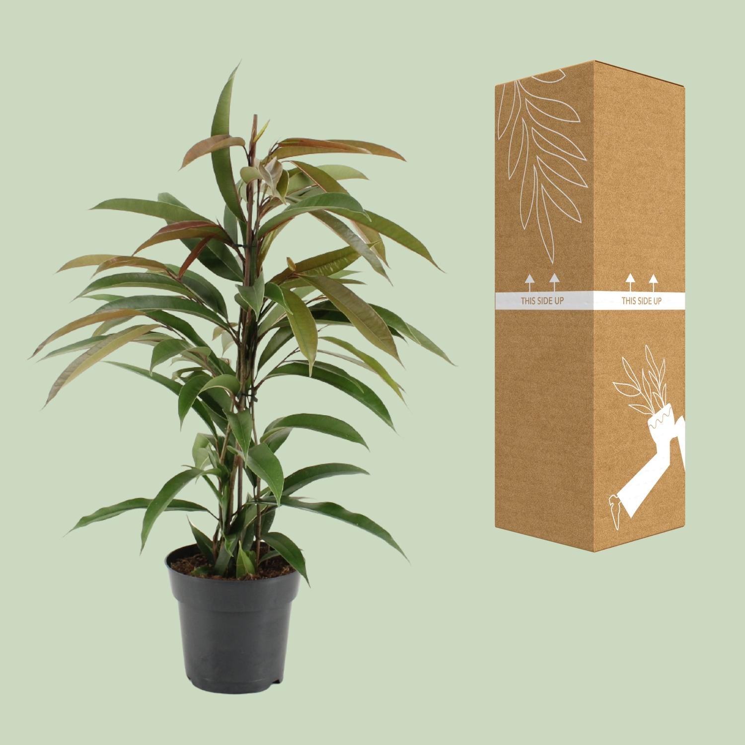 Ficus Binnendijkii Amstel King – Ø17cm – ↕70cm