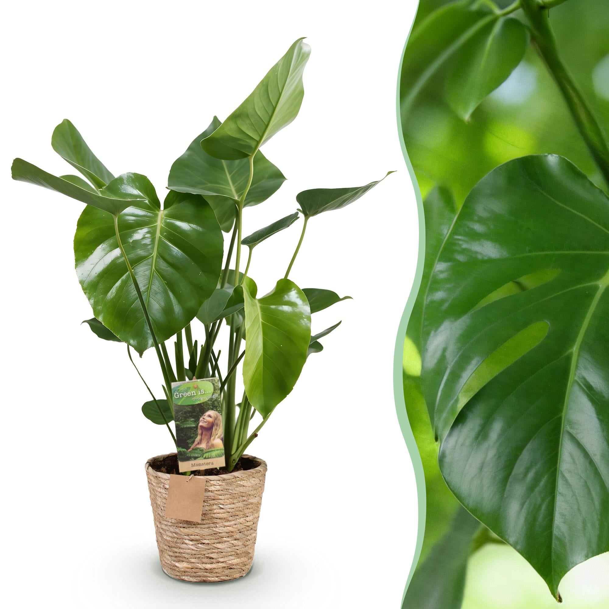 Monstera Deliciosa - Gatenplant - met mand - Pot 17cm - Hoogte 50-55cm