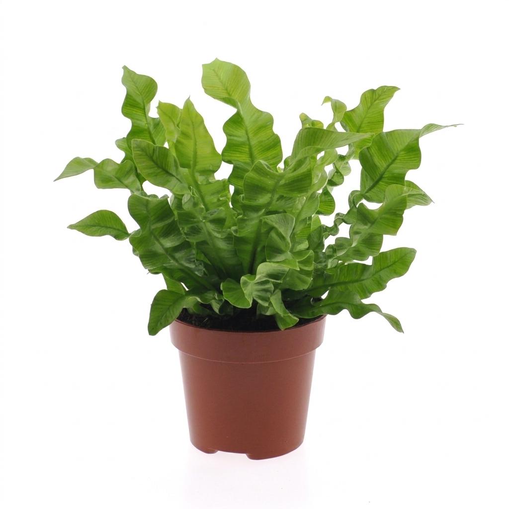 Asplenium Crispy Wave - Pot 12cm - Hoogte - 30cm