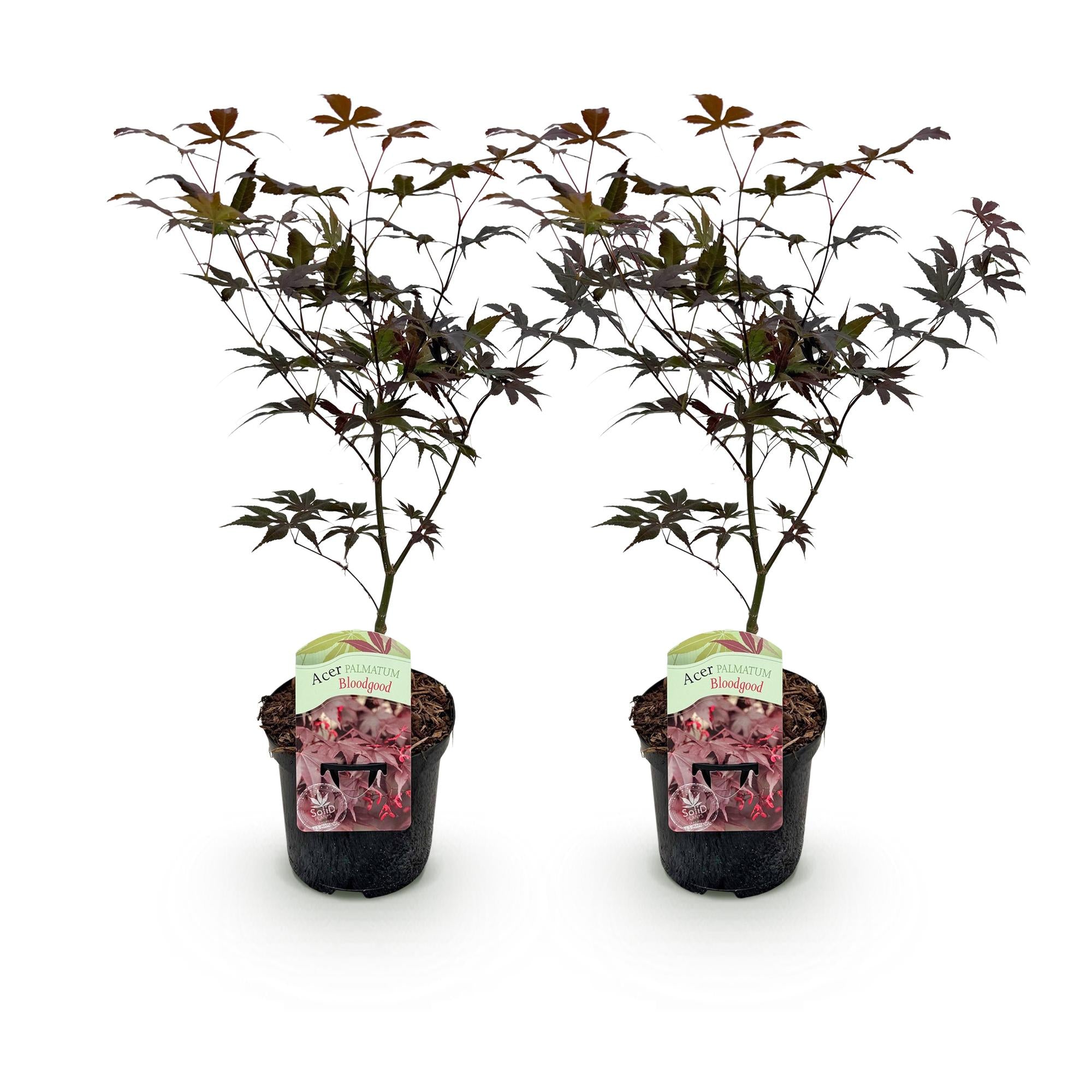 Green boutiQ – Terrassenpflanze – Japanischer Ahorn (Acer palmatum 'Bloodgood') – Rot – 2 Pflanzen – Laubabwerfend – Topf: 19 cm, Höhe: 70 cm