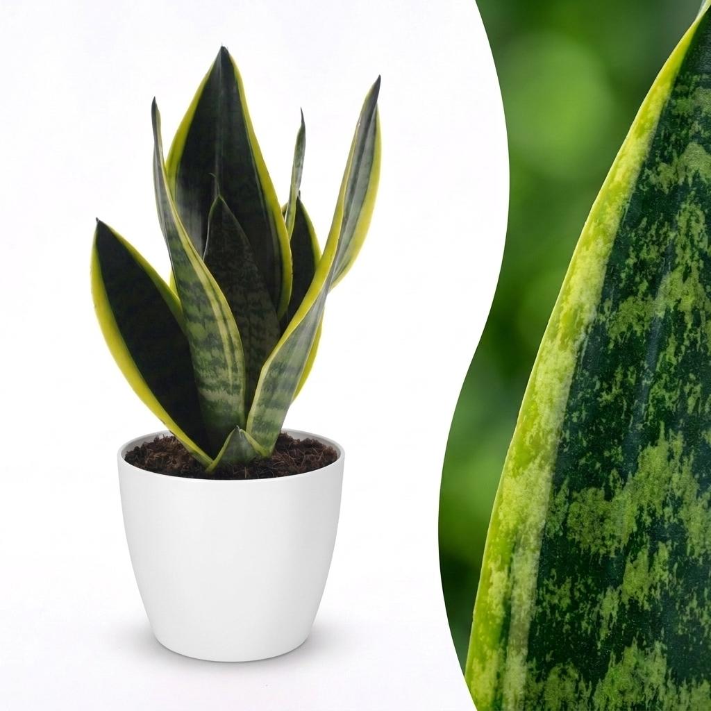 Sansevieria Future Superb - Vrouwentong - met Potter Wit - Pot 12cm - Hoogte - 35cm