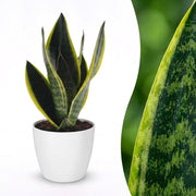 Sansevieria Future Superb - Vrouwentong - met Potter Wit - Pot 12cm - Hoogte - 35cm