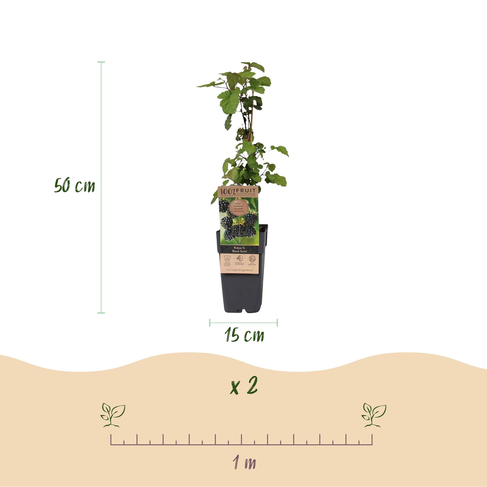 Rubus fruticosus Black Satin - Bramenplant - Winterhard - Zwarte Braam - 2 Planten - Pot 15cm - Hoogte 50cm