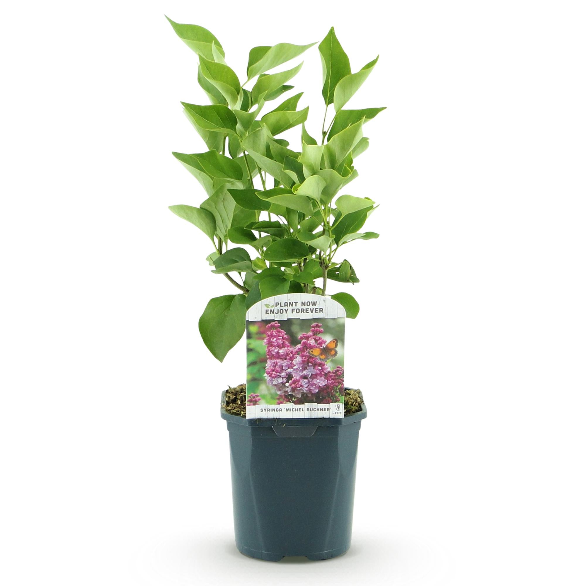 Syringa vulgaris Michel Buchner - Gewone Sering - Winterhard - Roze - 1 Plant - Pot 17cm - Hoogte 45cm