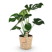 Monstera Deliciosa - Gatenplant - met mand - Pot 21cm - Hoogte 70-80cm