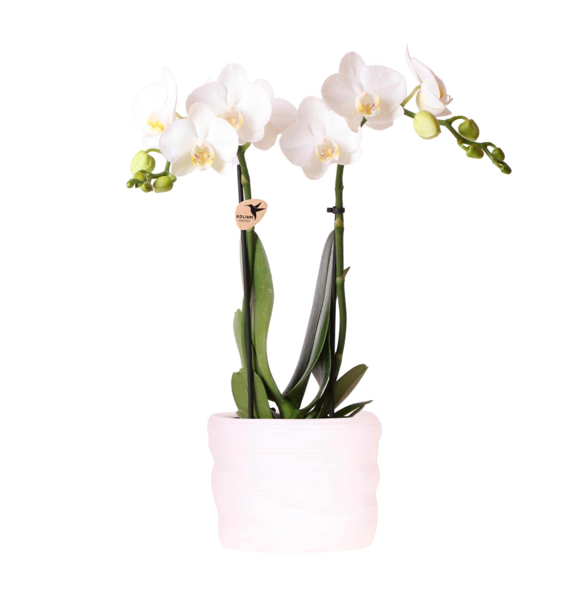 Kolibri-Orchideen | Weiße Orchidee Amabilis 9cm im Como-Topf inkl. Wasserreservoir