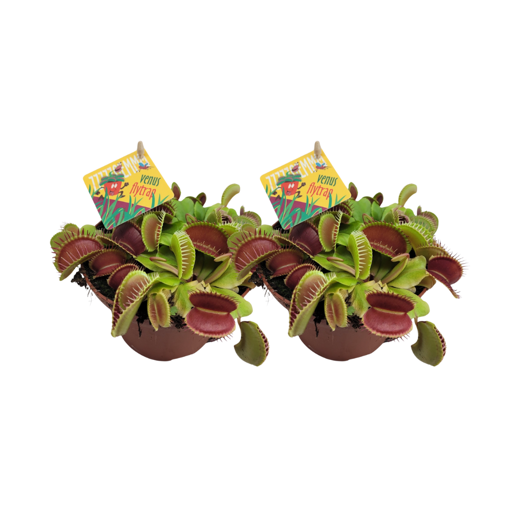 Dionaea Muscipula - 2 pezzi - Ø12cm - ↕12cm