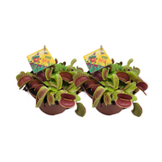 Dionaea Muscipula - 2 pezzi - Ø12cm - ↕12cm
