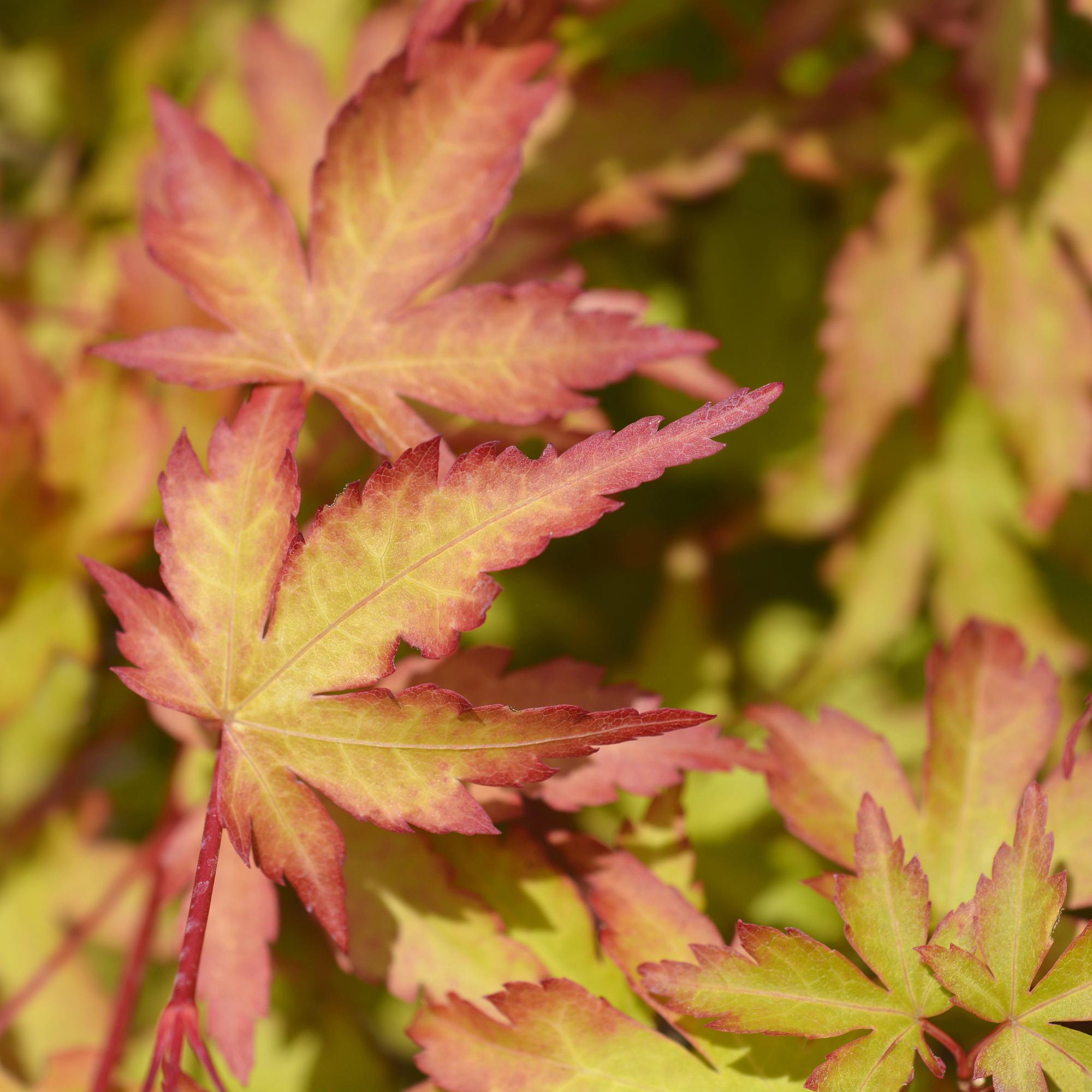Acer palmatum Sangokaku - Japanse Esdoorn - Bladverliezend - Groen - 1 - Pot 26cm - Hoogte 90cm