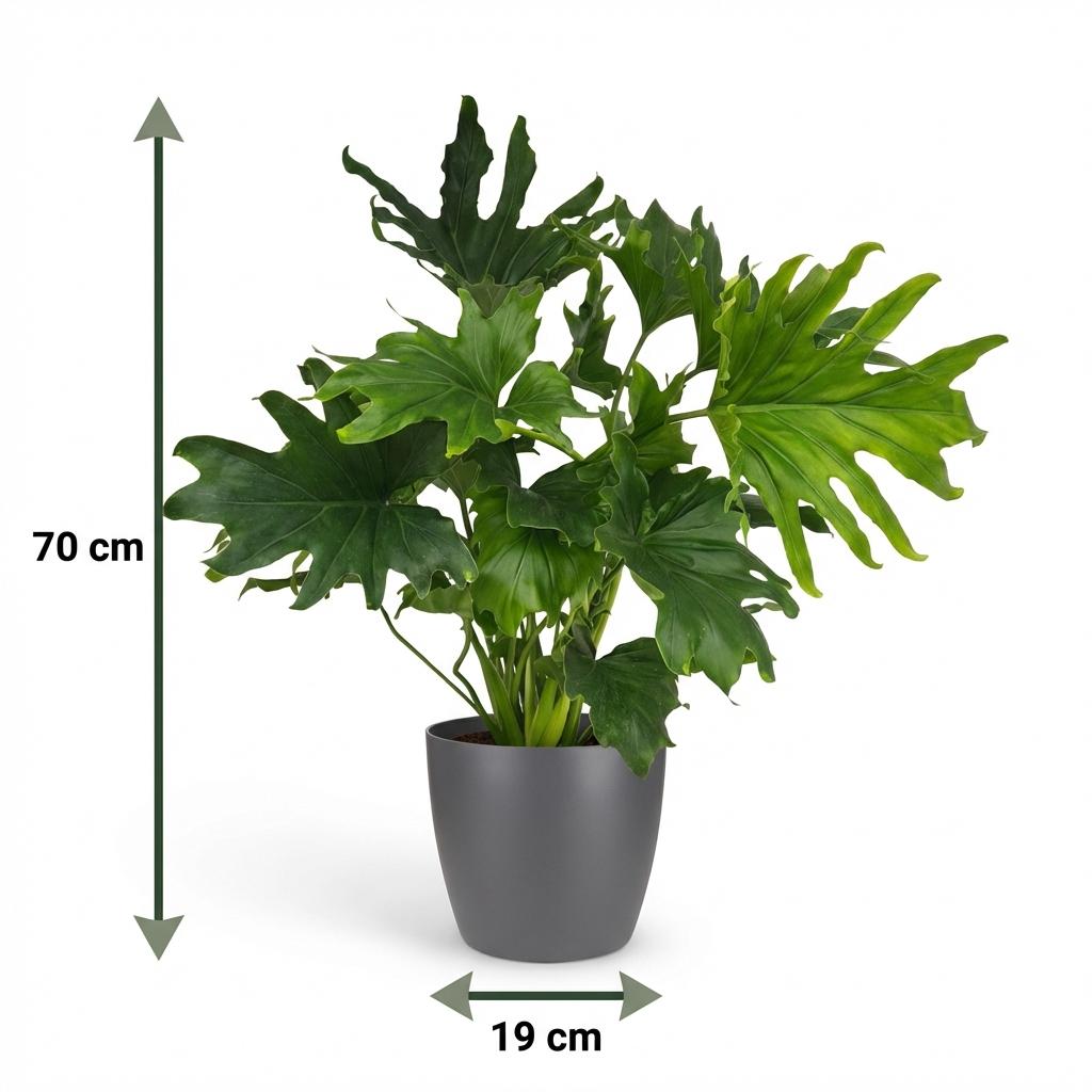 Philodendron - Philodendron Lickety split - Groen - Weinig onderhoud - 1 Plant - met Potter Grijs - Pot 19cm - Hoogte 70cm