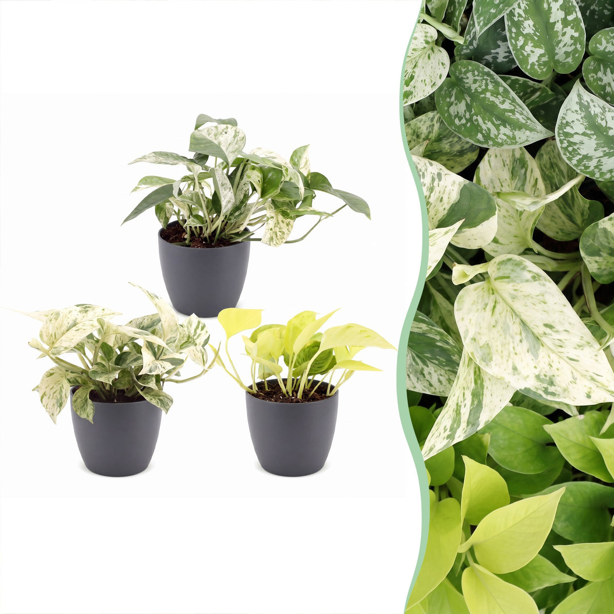Epipremnum Tricolour 3x - Geel - Groen - Creme - Tropisch - incl. grijze pot - Ø6cm - ↕20-25cm