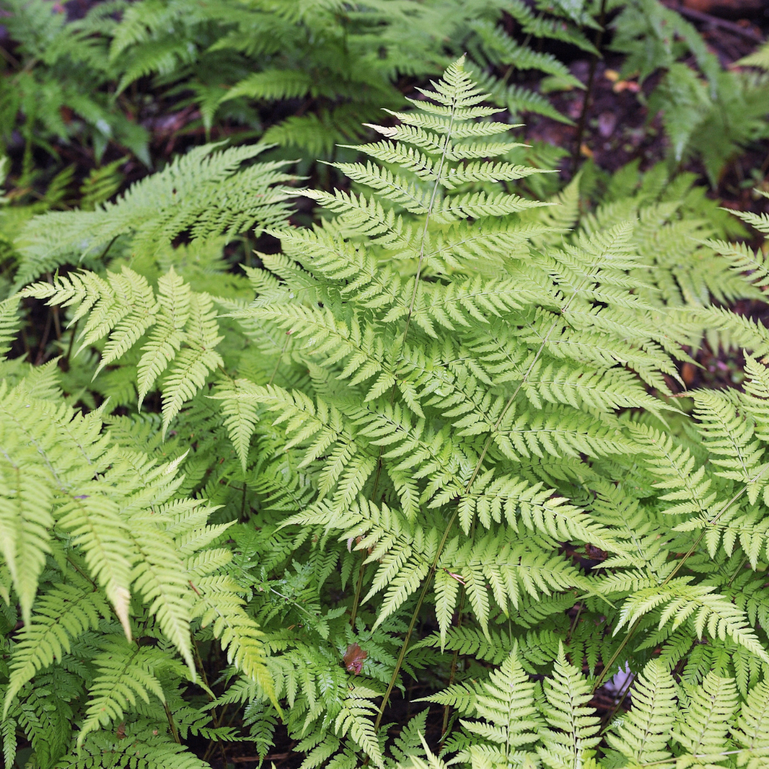 24x Dryopteris filix-mas - ↕10-25cm - Ø9cm