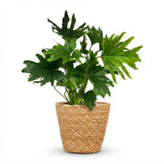 Philodendron Lickety split - Groen - Weinig onderhoud - 1 Plant - met Mand - Pot 19cm - Hoogte 70cm