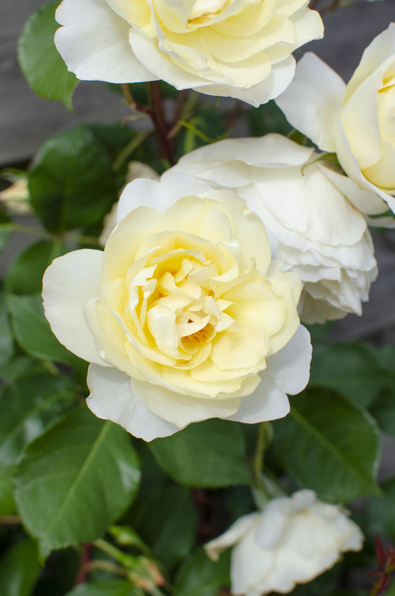 Rosa Crazy in love 'Vanille' - Rose crème - Ø15cm - ↕65cm
