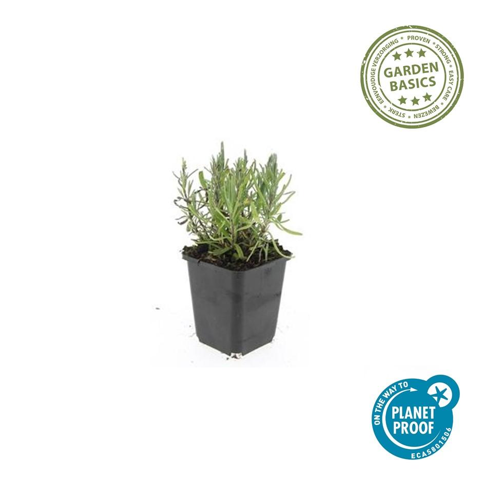 24x Lavandula ang. 'Munstead' - ↕10-25cm - Ø9cm