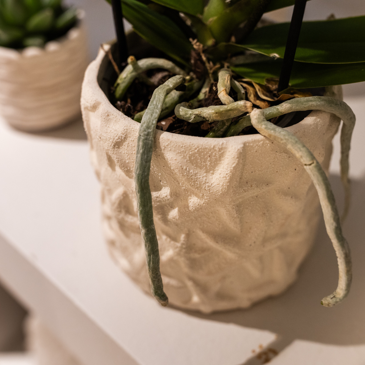 Kolibri Home | Dekorativer Seestern-Übertopf – Cremeweiß – Ø 6 cm