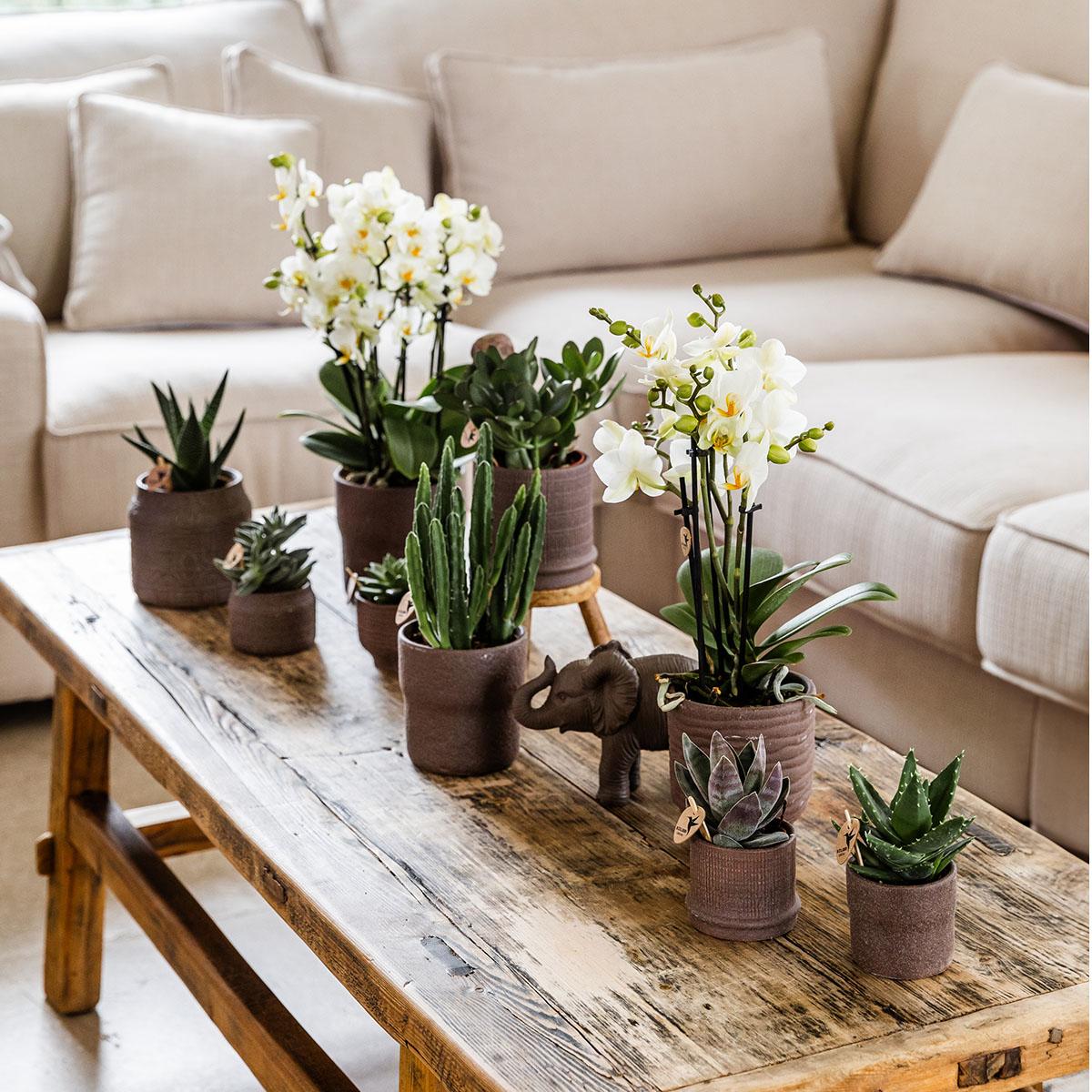 Kolibri Home | Bali sierpot  - Brown - Ø6cm