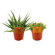 Aloe Spider/Hylocereus undatus Duo - 2 Stück - Ø 10,5 cm - ↕ 15 cm