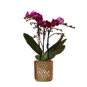 Orchidées Kolibri | Orchidée Phalaenopsis violette - Morelia + Pot décoratif Diamond doré - Diamètre du pot : 9 cm - Hauteur : 35 cm | Plante d'intérieur fleurie - Directement du producteur