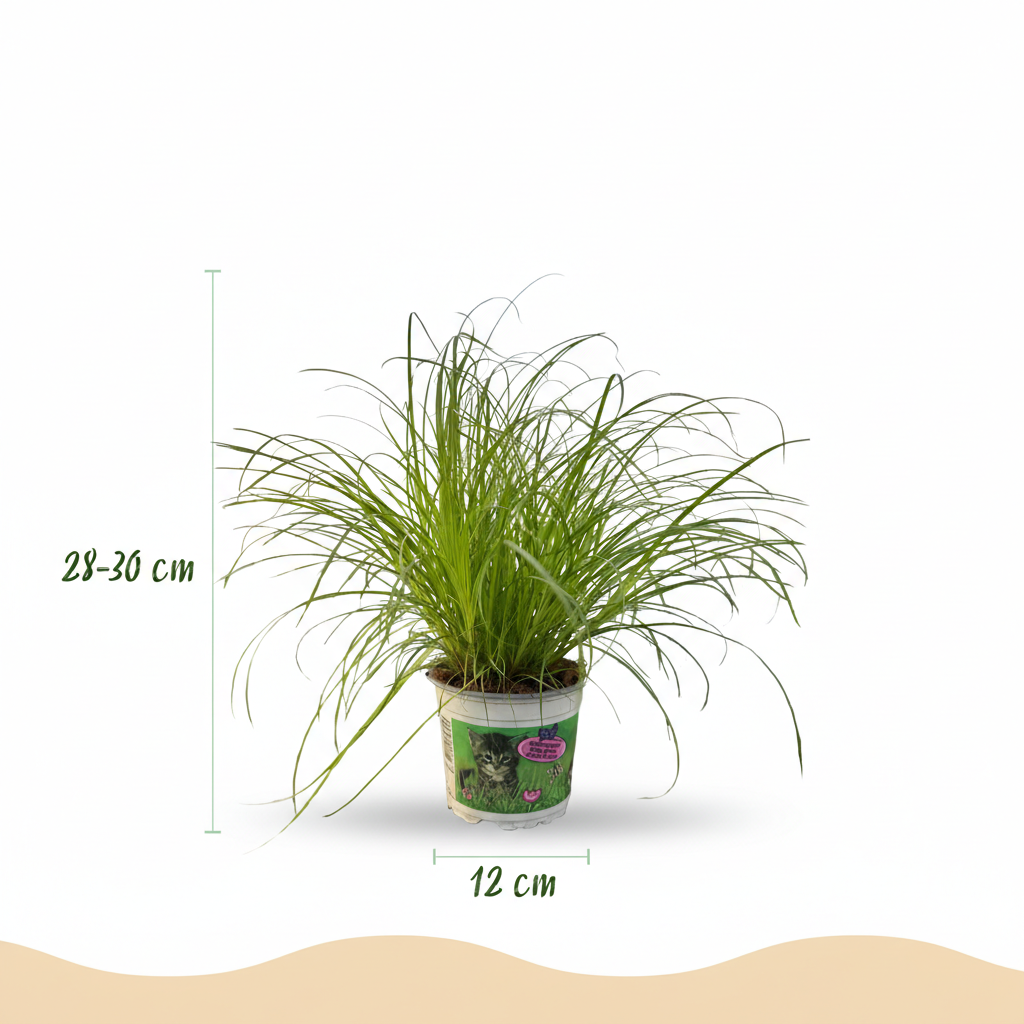 Cyperus alternifolius Zumula - Kattengras - Huisdiervriendelijke Plant - Groen - 1 Plant - met Mand - Pot 12cm - Hoogte 20cm