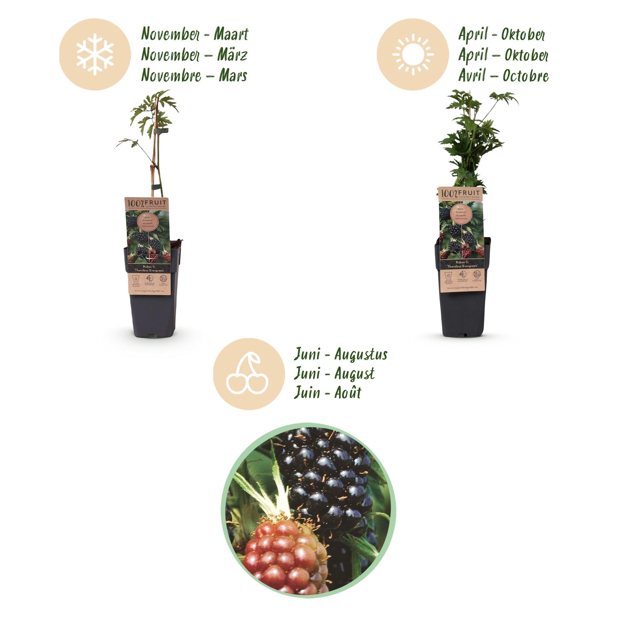 Rubus fruticosus Thornless Evergreen - Bramenplant - Doornloos - Zwarte Braam - 2 Planten - Pot 15cm - Hoogte 50cm