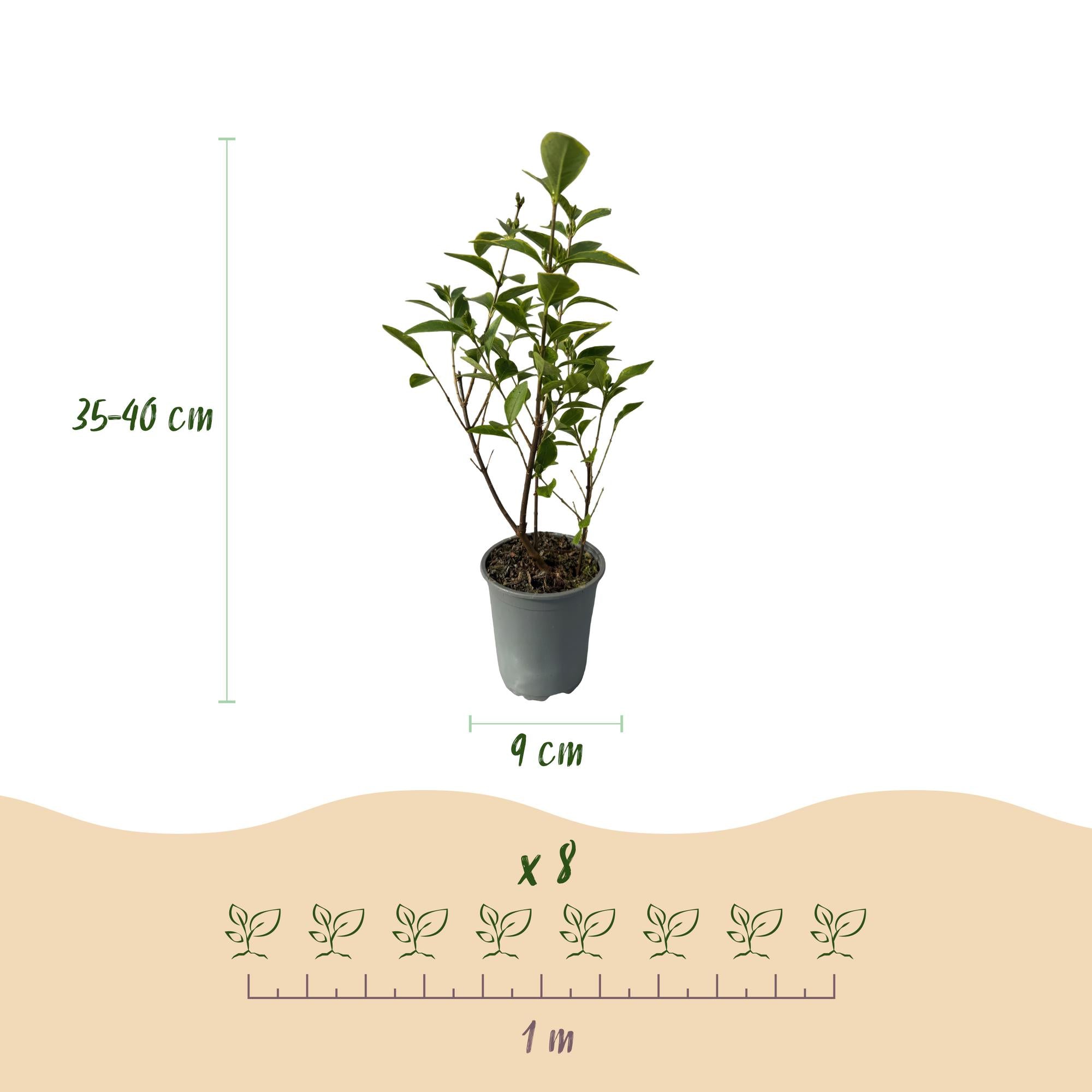 Ligustrum ovalifolium Aureum - blad geel groen - 8 planten - 1 strekkende meter - groenblijvend - pot  9cm hoogte 35-40cm