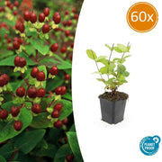 60x Hypericum inodorum 'Beauté' - ↕10-25cm - Ø9cm