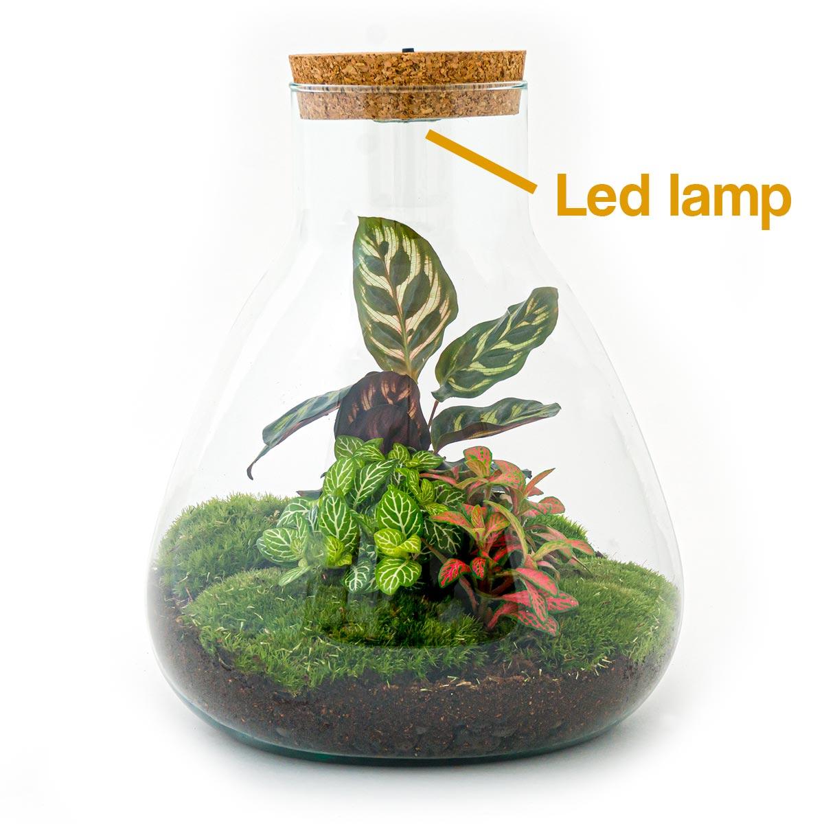 Terrario fai da te - Sam Calathea con luce - ↕ 30 cm - Rastrello + Pala