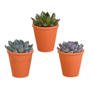 Echeveria-Mix, 8,5 cm – 3 Stück – im Terrakottatopf