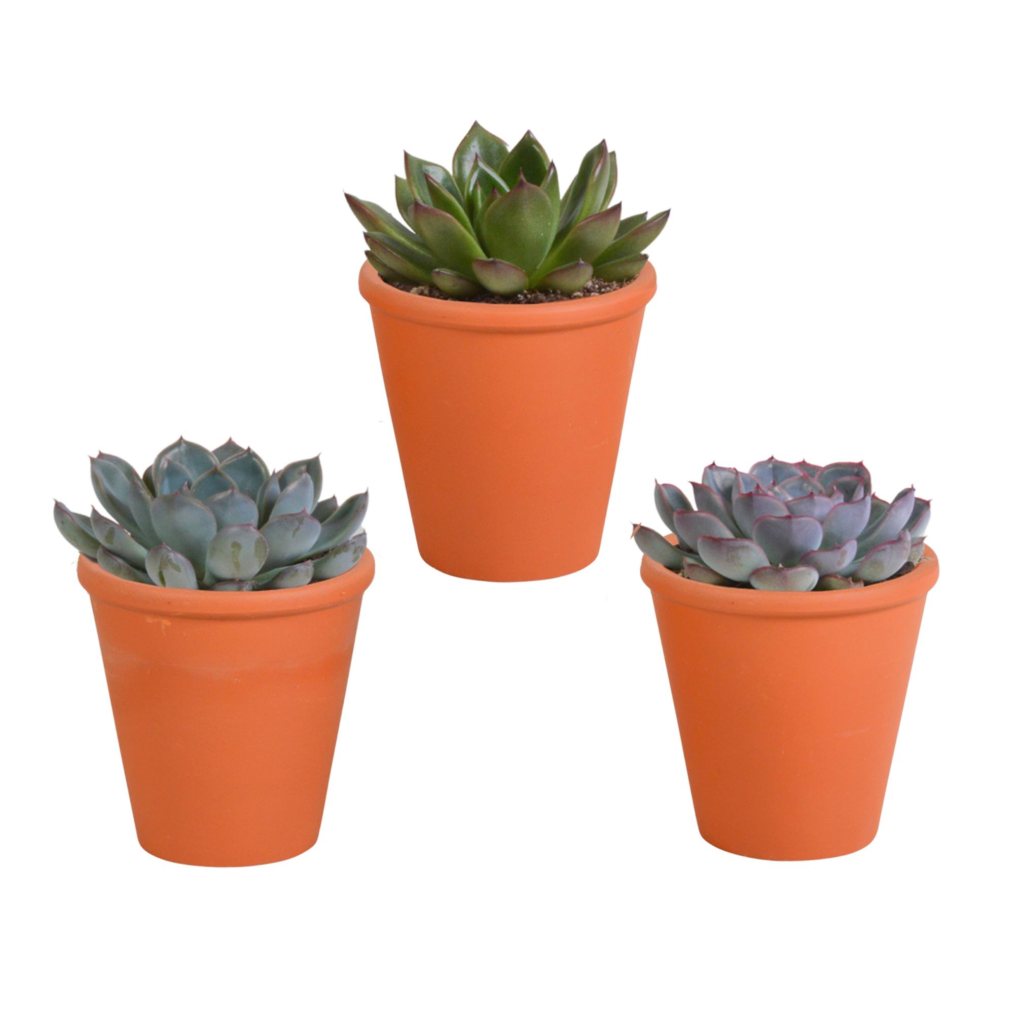 Echeveria-Mix, 8,5 cm – 3 Stück – im Terrakottatopf