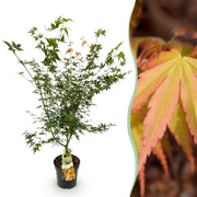Acer palmatum Katsura - Japanse Esdoorn - Bladverliezend - Groen - 1 - Pot 26cm - Hoogte 90cm