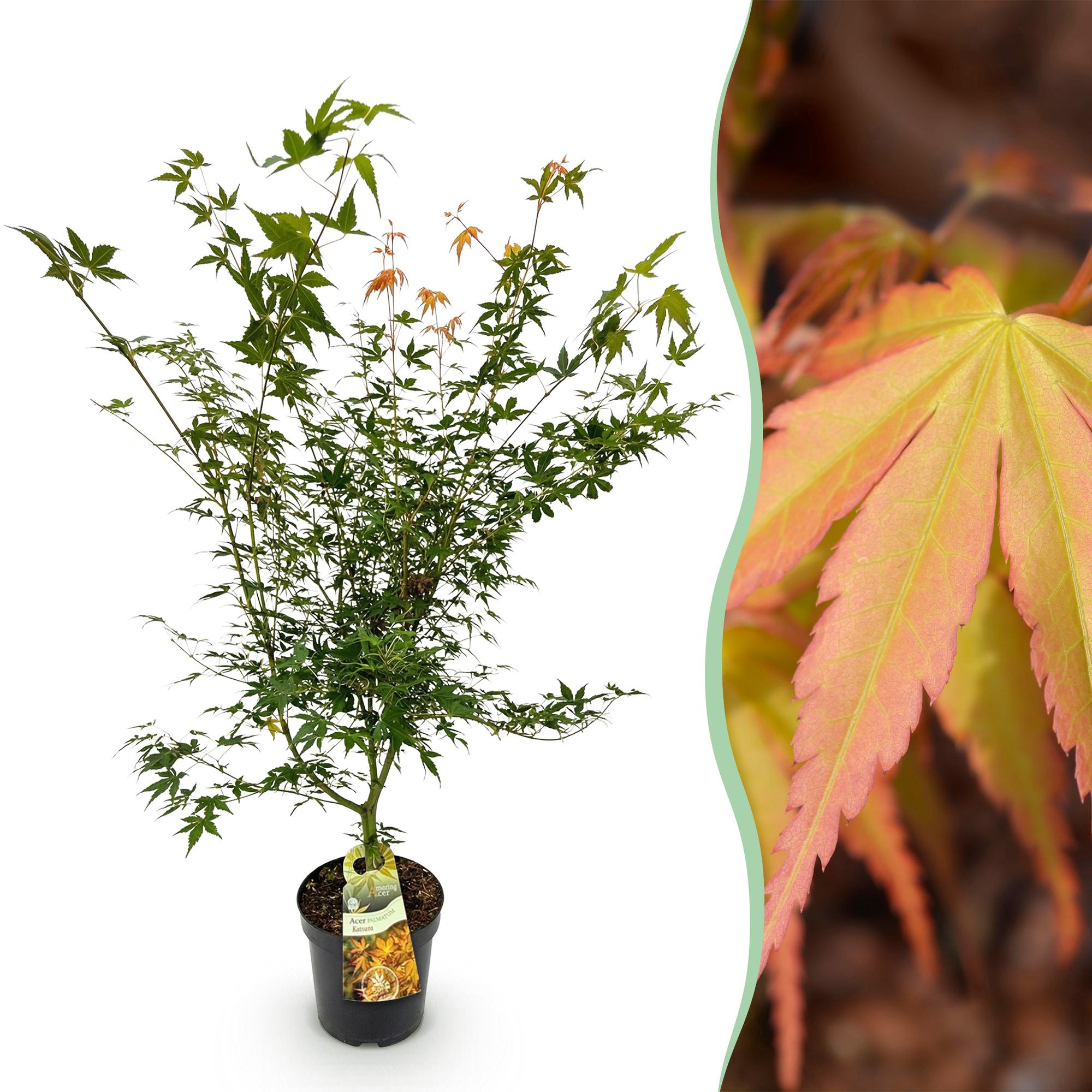 Acer palmatum Katsura - Japanse Esdoorn - Bladverliezend - Groen - 1 - Pot 26cm - Hoogte 90cm