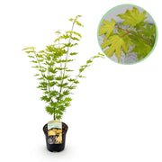Green boutiQ - Pianta da patio - Acero giapponese - Acer palmatum Jordan - Giallo - 1 pianta - Decidua - Vaso 19 cm Altezza 70 cm