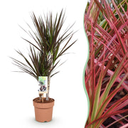 Dracaena Magenta - Drakenbloedboom - Weinig onderhoud - Groen - 1 Plant - Pot 17cm - Hoogte 70-80cm