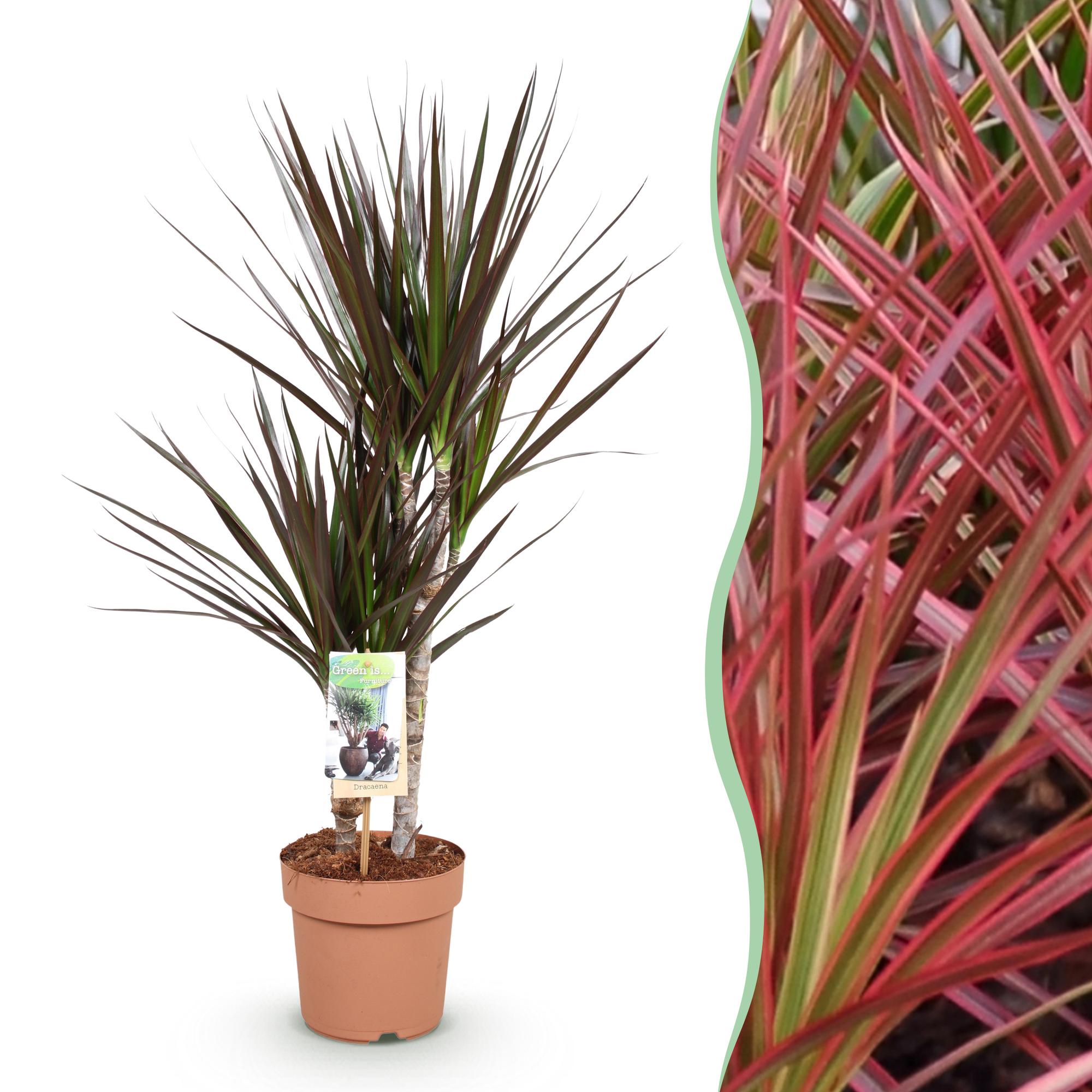 Dracaena Magenta - Drakenbloedboom - Weinig onderhoud - Groen - 1 Plant - Pot 17cm - Hoogte 70-80cm
