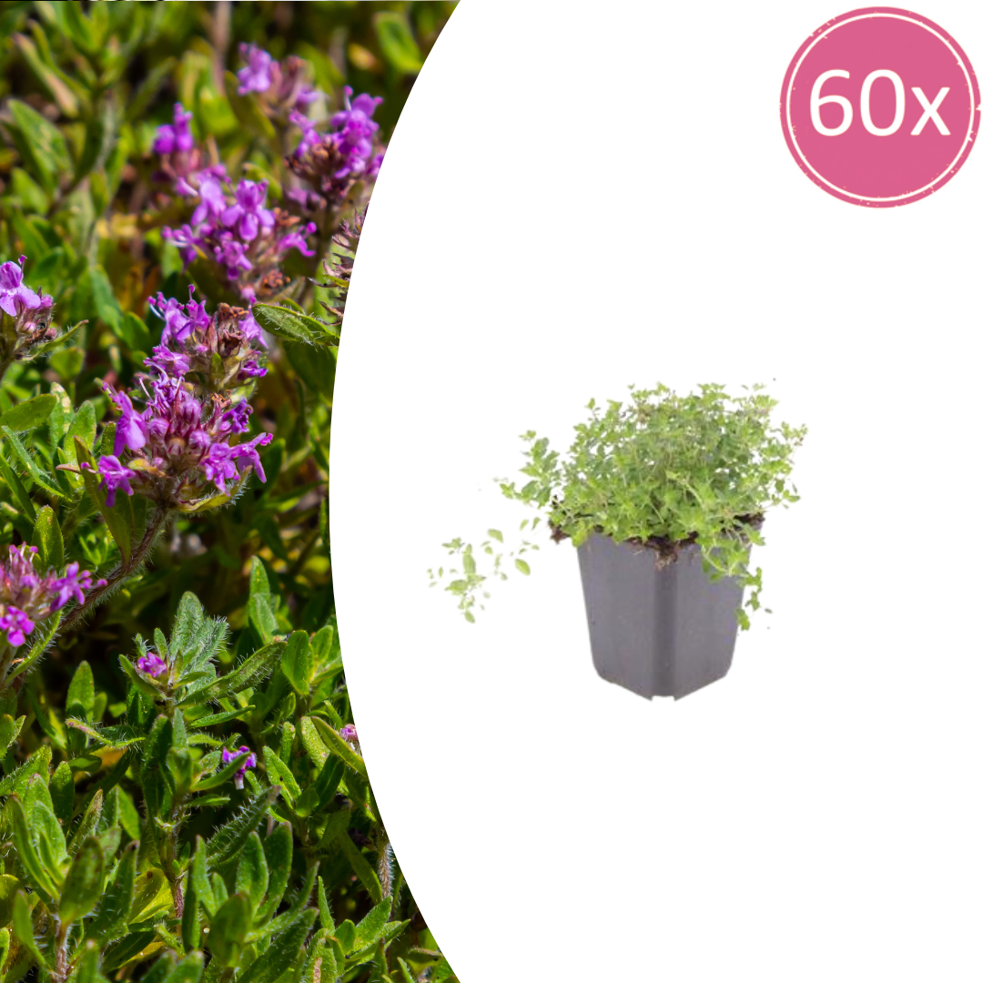 60x thymus serpyllum - ↕10-25cm - Ø9cm