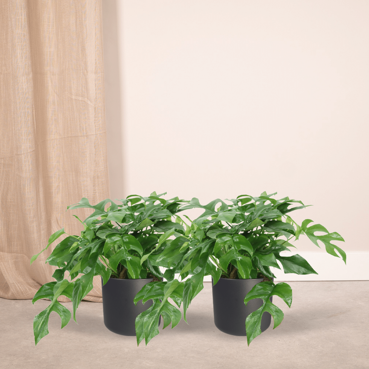 Monstera Minima (Fensterblatt) – 2 Stück – Ø 15 cm – ↕ 30 cm