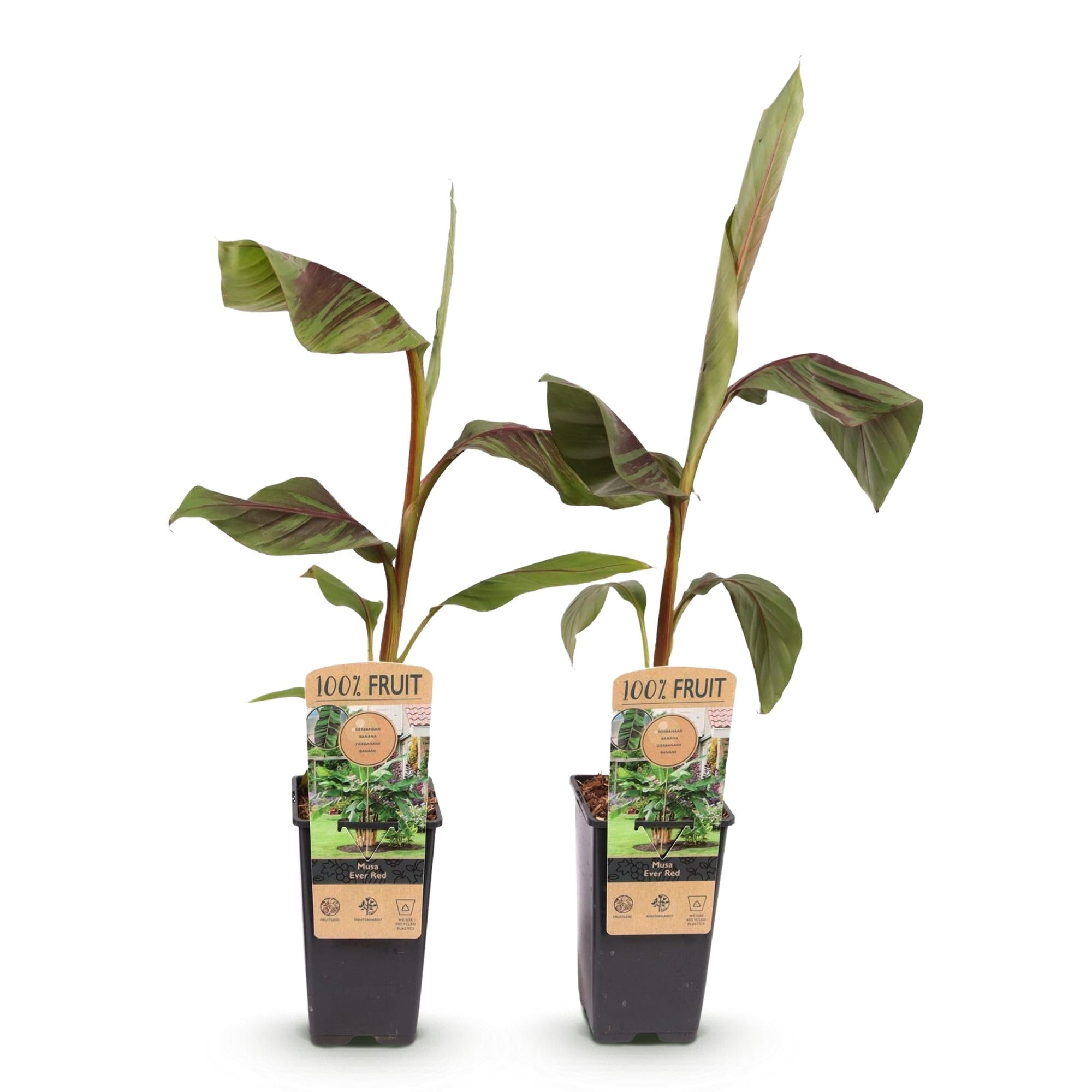 Japanse vezelbanaan - Musa Ever Red - Winterhard - 2 planten - Pot 15cm Hoogte 50cm