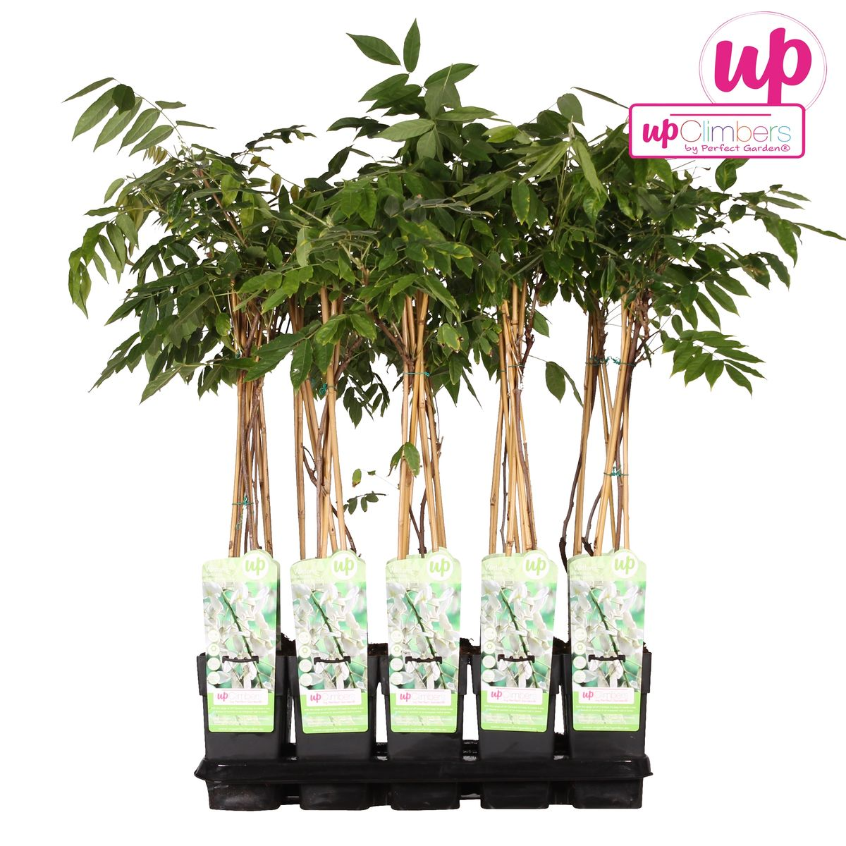 Wisteria floribunda Alba - Pioggia bianca - Ø15cm - ↕65cm