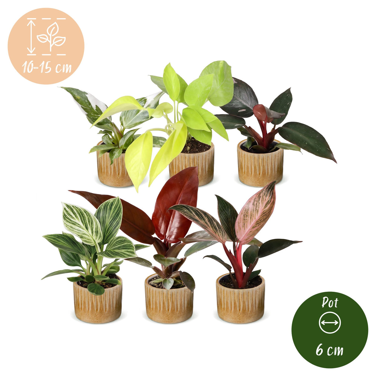 Baby Philodendron Family 6x - Wit - Roze - Geel - Groen - Rood - Tropisch - incl. Linnea Honey - Ø6cm - ↕10-15cm