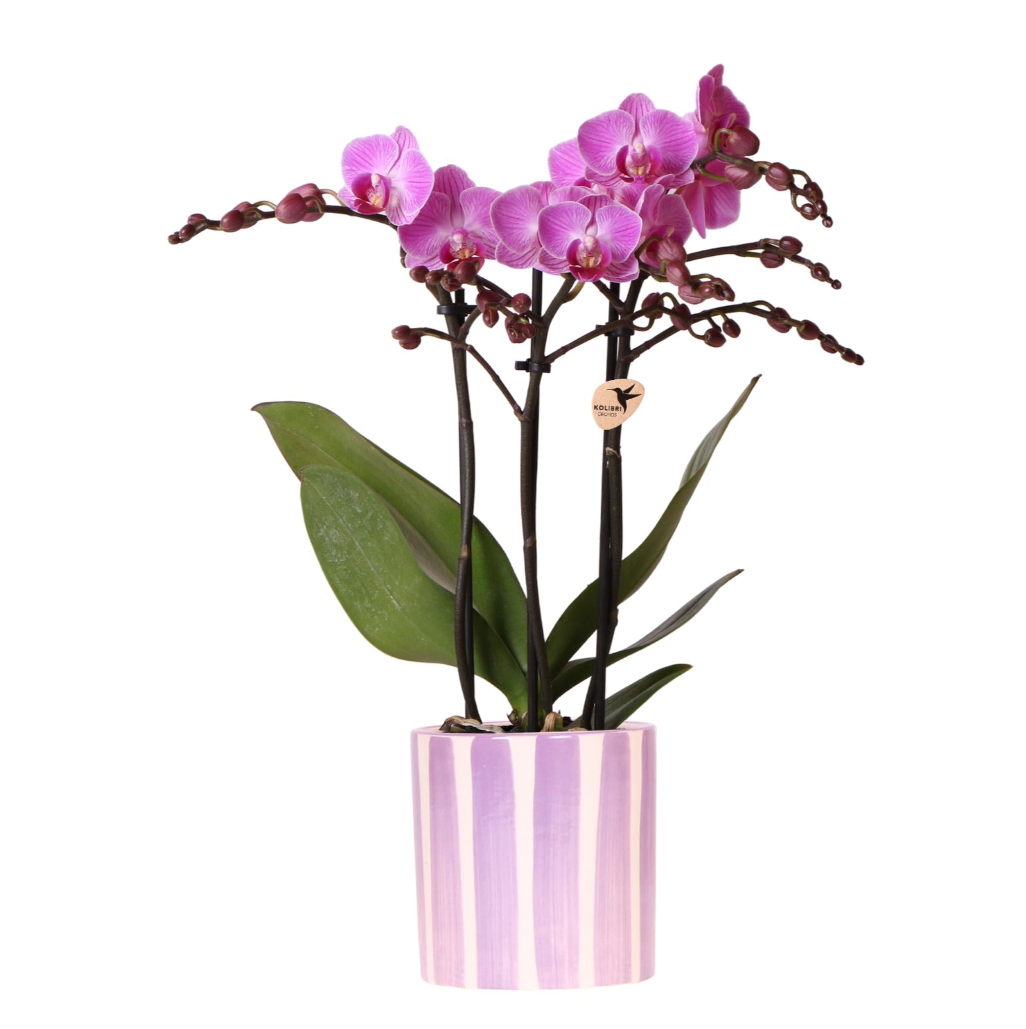 Kolibri-Orchideen | Lila Phalaenopsis-Orchidee 'Vienna' + 'Painted Stripe', Topfgröße Ø 9 cm | Blühende Zimmerpflanze - frisch vom Züchter