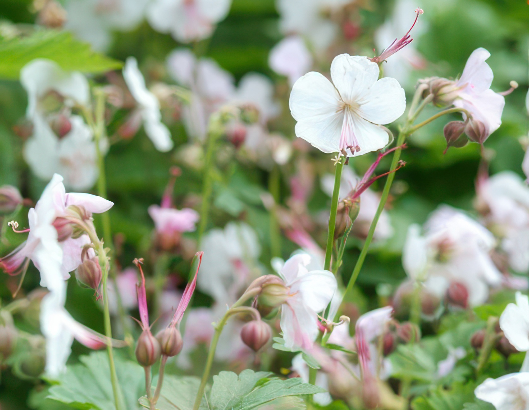 6x Geranium cant. 'Biokovo' - ↕10-25cm - Ø9cm