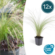 12x Stipa tenuissima 'Coda di cavallo' - ↕10-25cm - Ø9cm