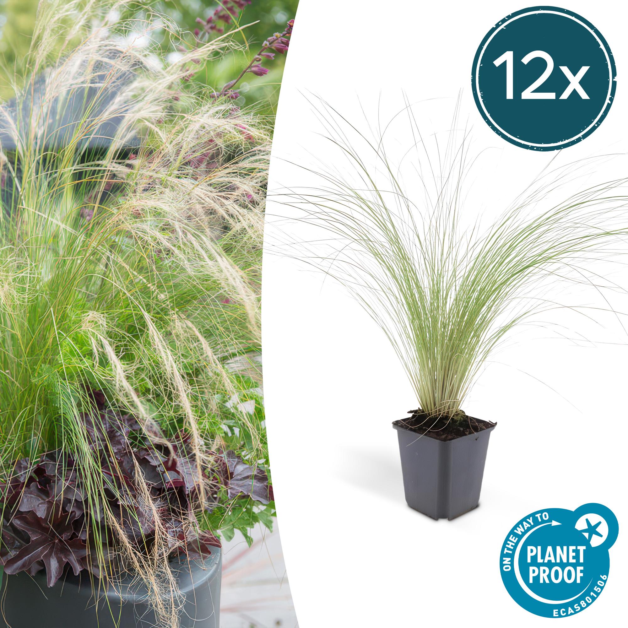 12x Stipa tenuissima 'Coda di cavallo' - ↕10-25cm - Ø9cm