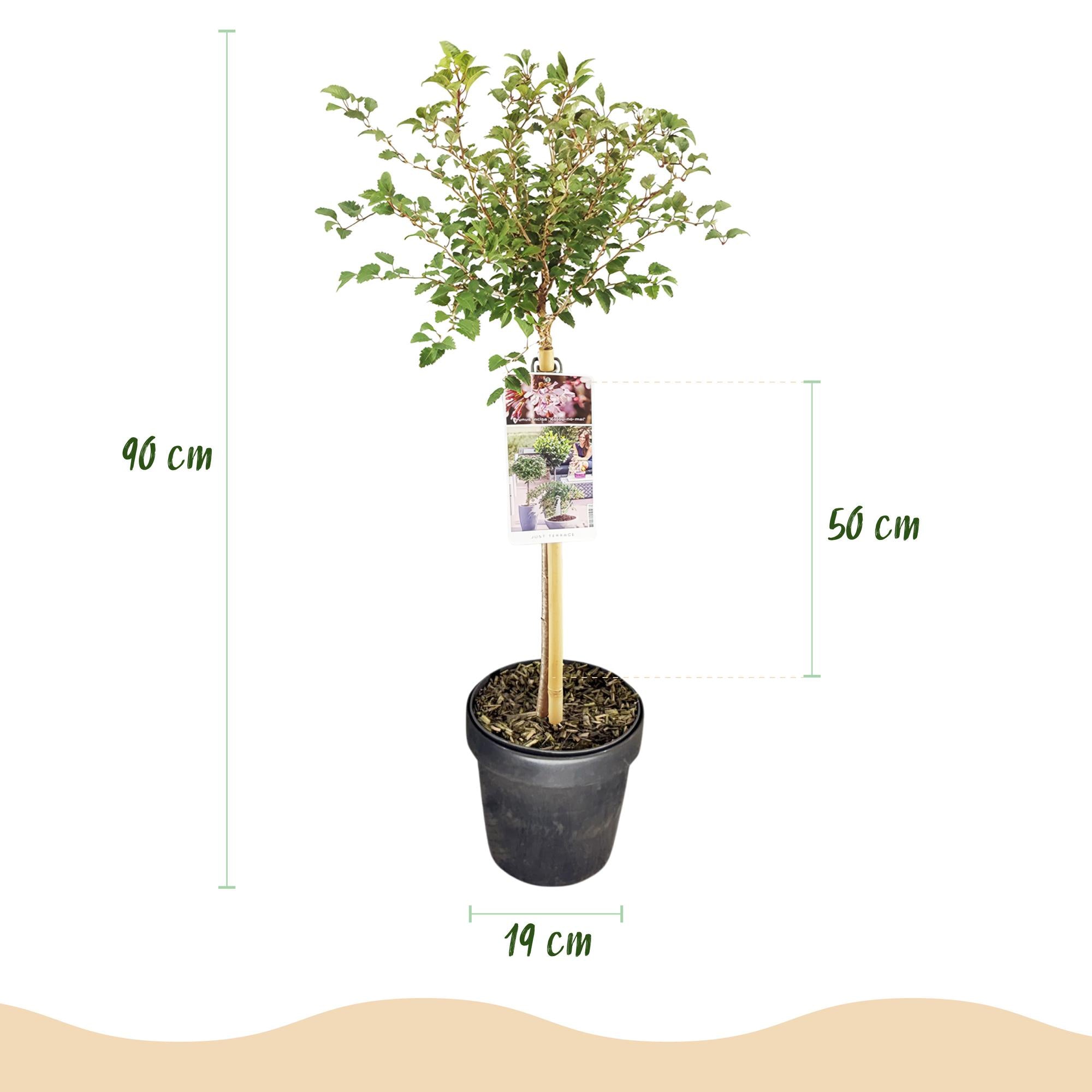 Prunus incisa Koujou-no-mai - Terras Plant - Bladverliezend - Winterhard - Witte Bloem - Pot 19cm Hoogte 90cm